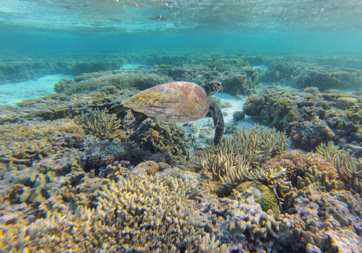 sea turtles great barrier reef