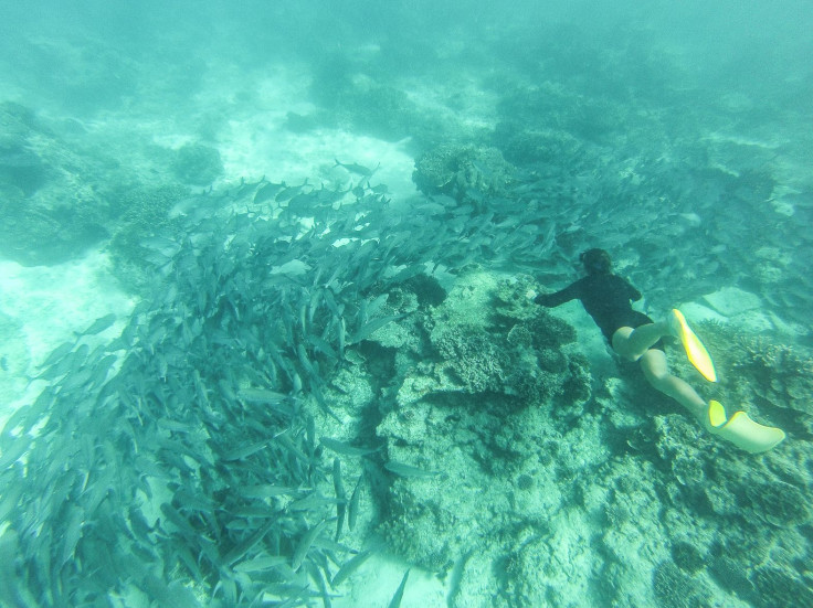 free diving great barrier reef