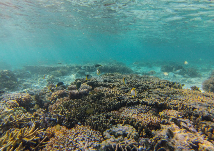 southern great barrier reef 