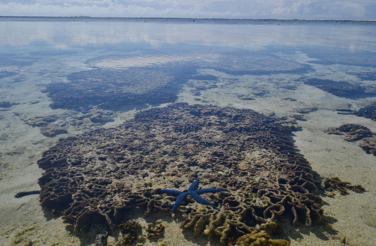 blue sea star