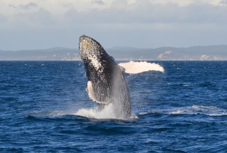 Whale Watching Australia
