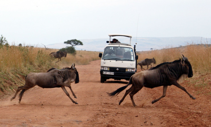 Wildebeest Masai Mara 