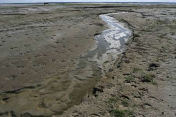 Winter drought may hit China wheat output- FAO