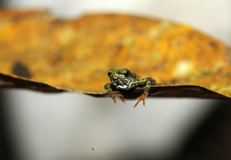 Tiny Frogs Hear Through Mouth