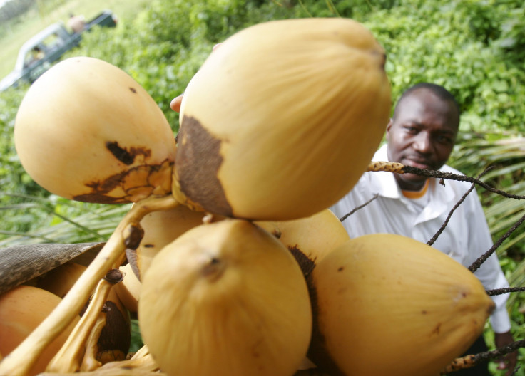 Maldives Coconut