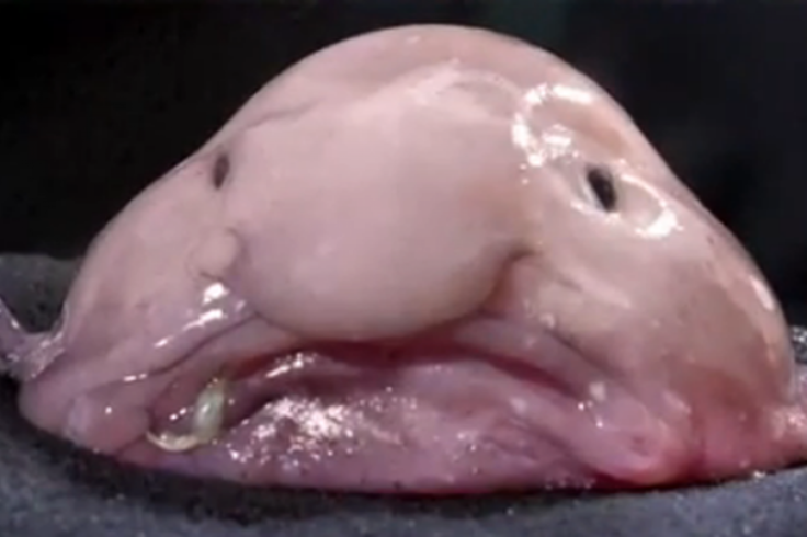 blobfish-ugliest-animal-uglyanimalpreservation_606