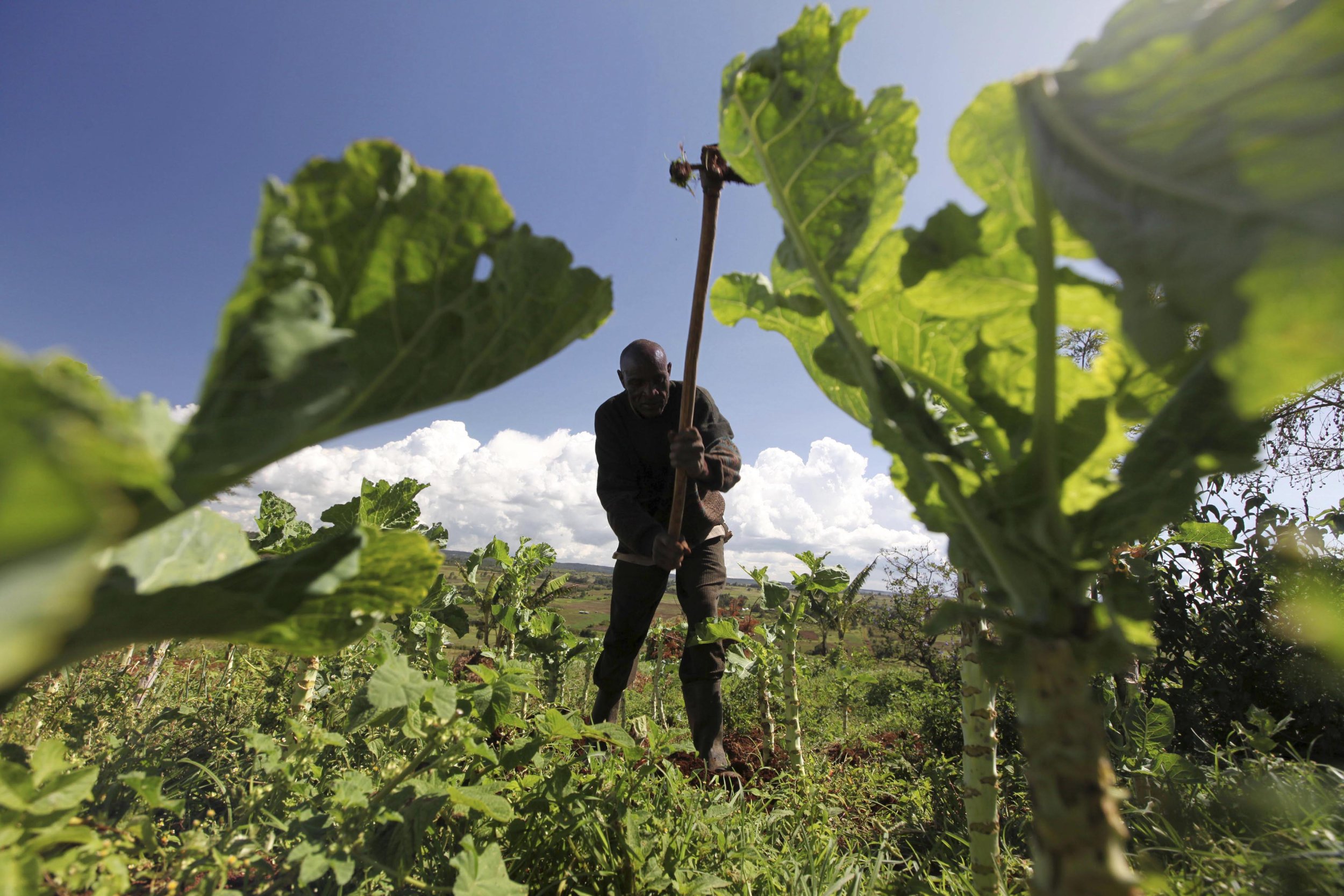 How To Start A Small Dairy Farm In Kenya