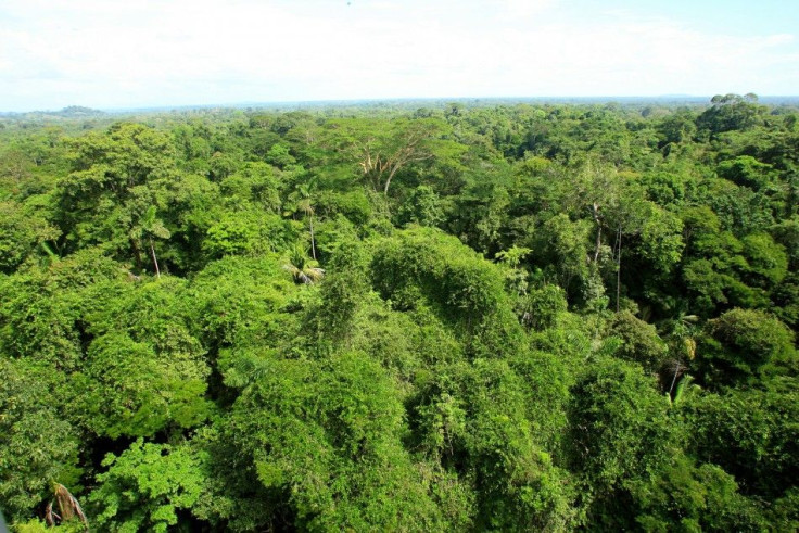 tropical-rain-forest