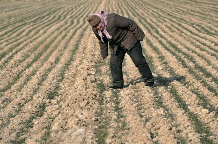 71-year-old farmer Qi Aiyun checks on her withered wheat plants in a dry field on the outskirts of Juancheng