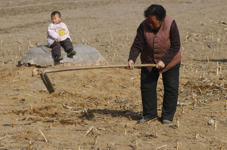 China_Cornfield