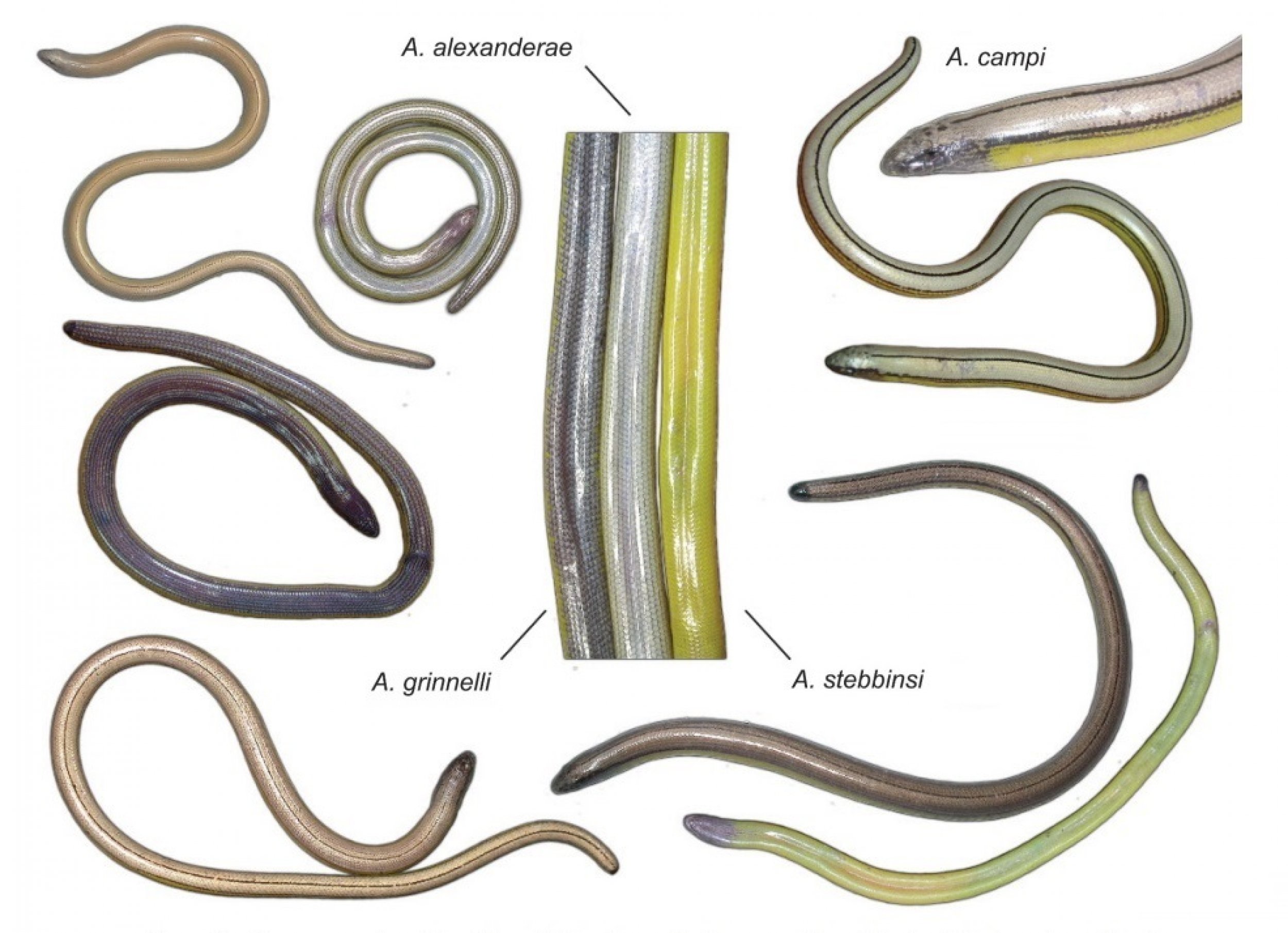 4 New Legless Lizard Species Discovered In California, Have Existed For ...