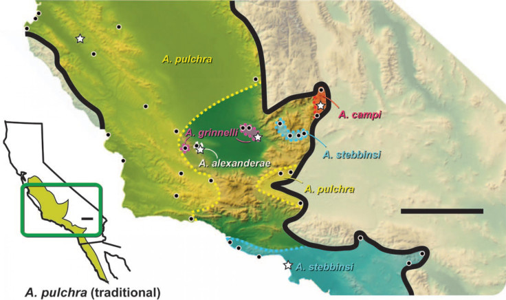 lizard map