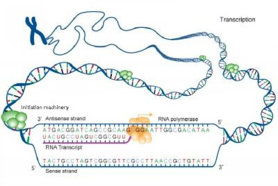 genome