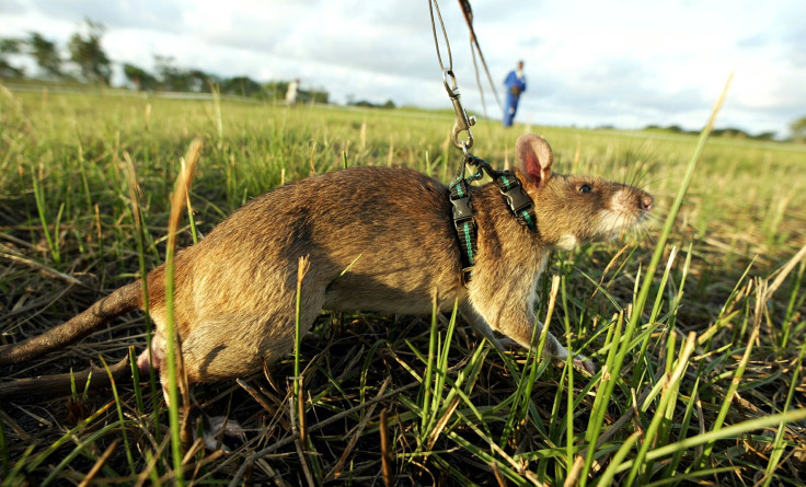 Mine-sniffing Rats