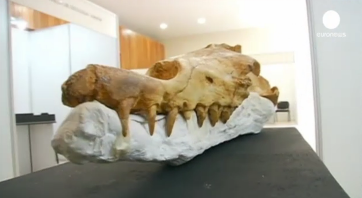 whale fossil2