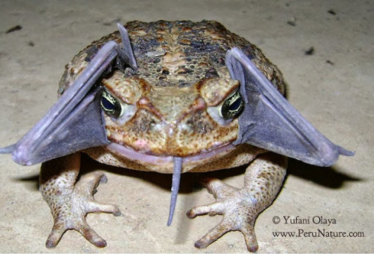 bat toad