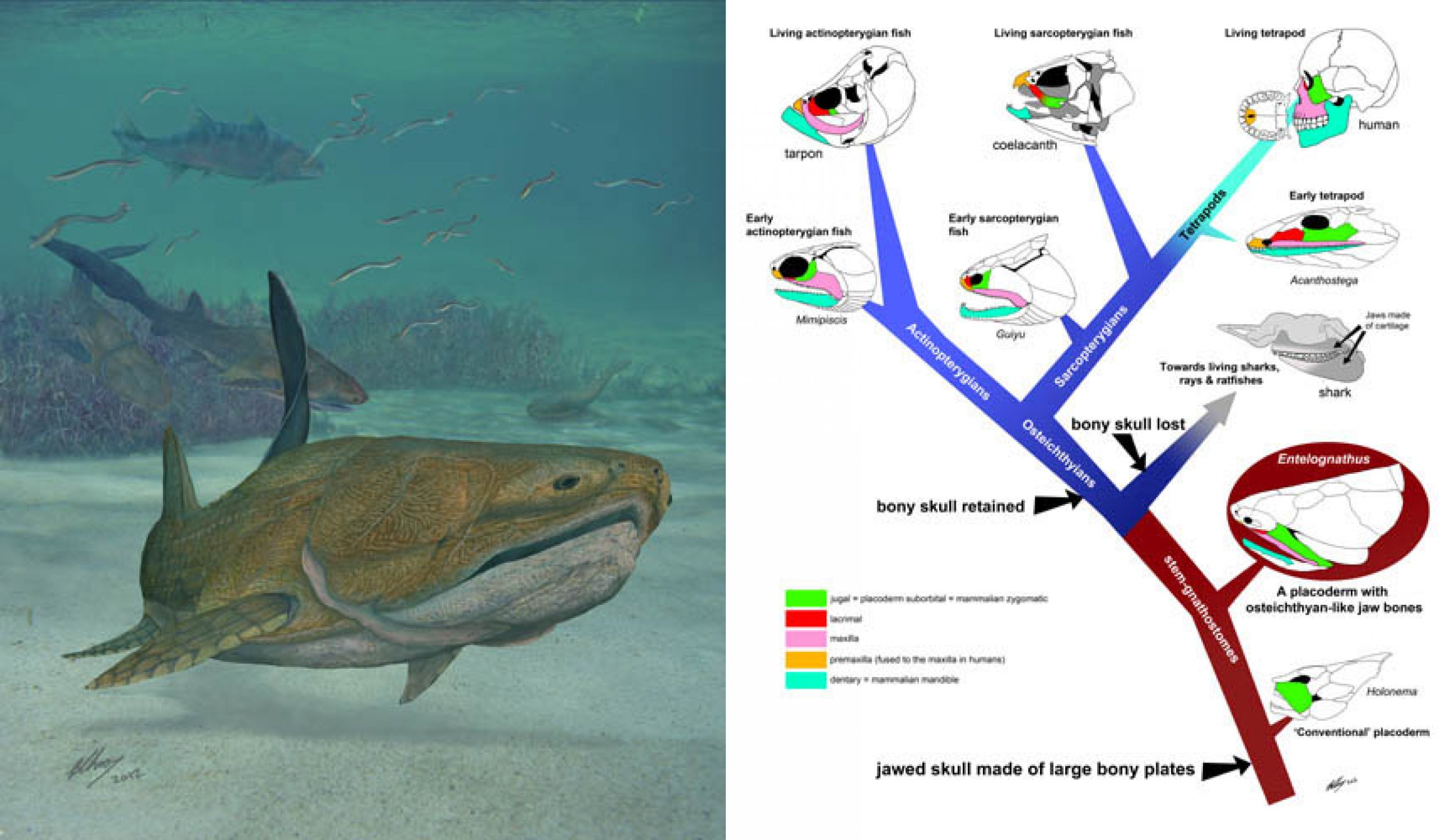 Ancient Fish With A Face May Explain Evolution Of Vertebrates