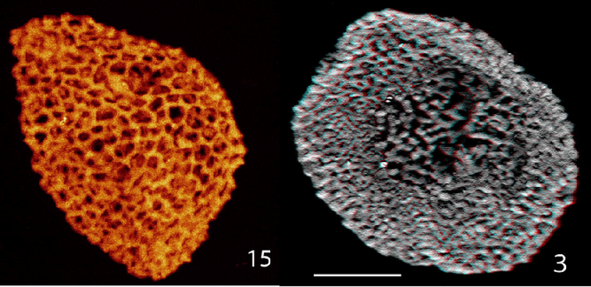 Flowers Evolved Up To 100 Million Years Earlier Than Previously Assumed ...