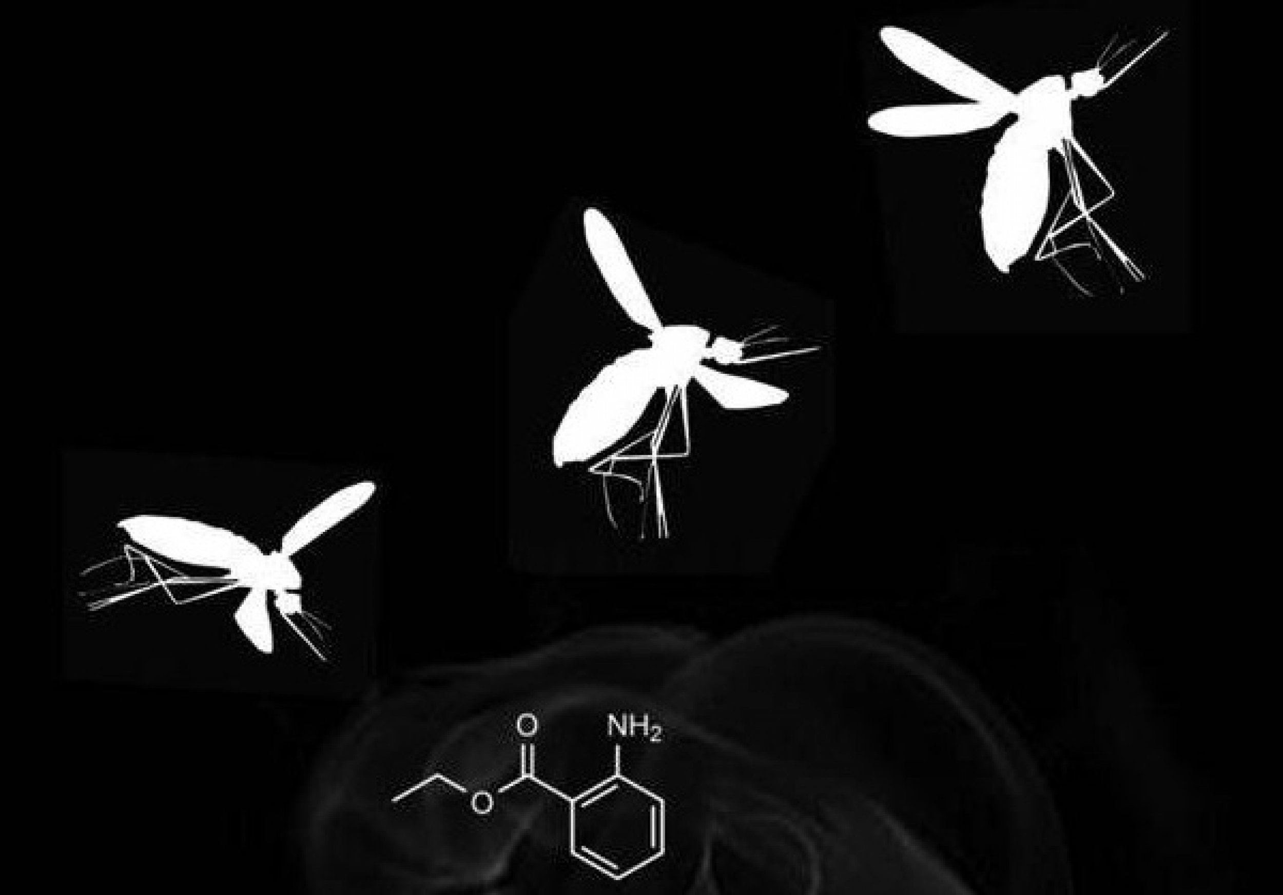 Scientists Figure Out How DEET Makes Bugs Buzz Off And How To Make   Deet 