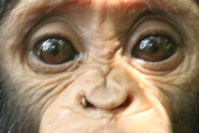 chimp tick