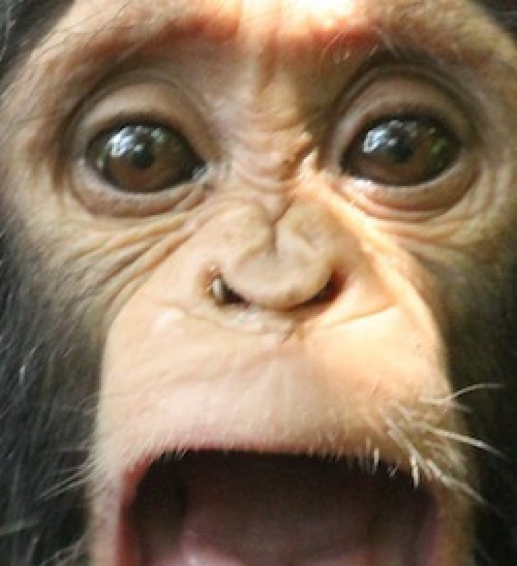 chimp tick