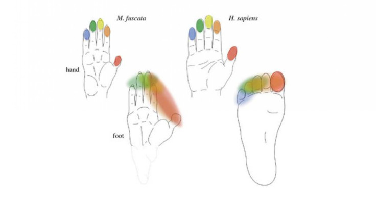 human_hands_evolution