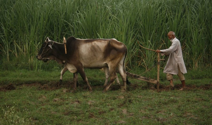 Farmer in Pakistan