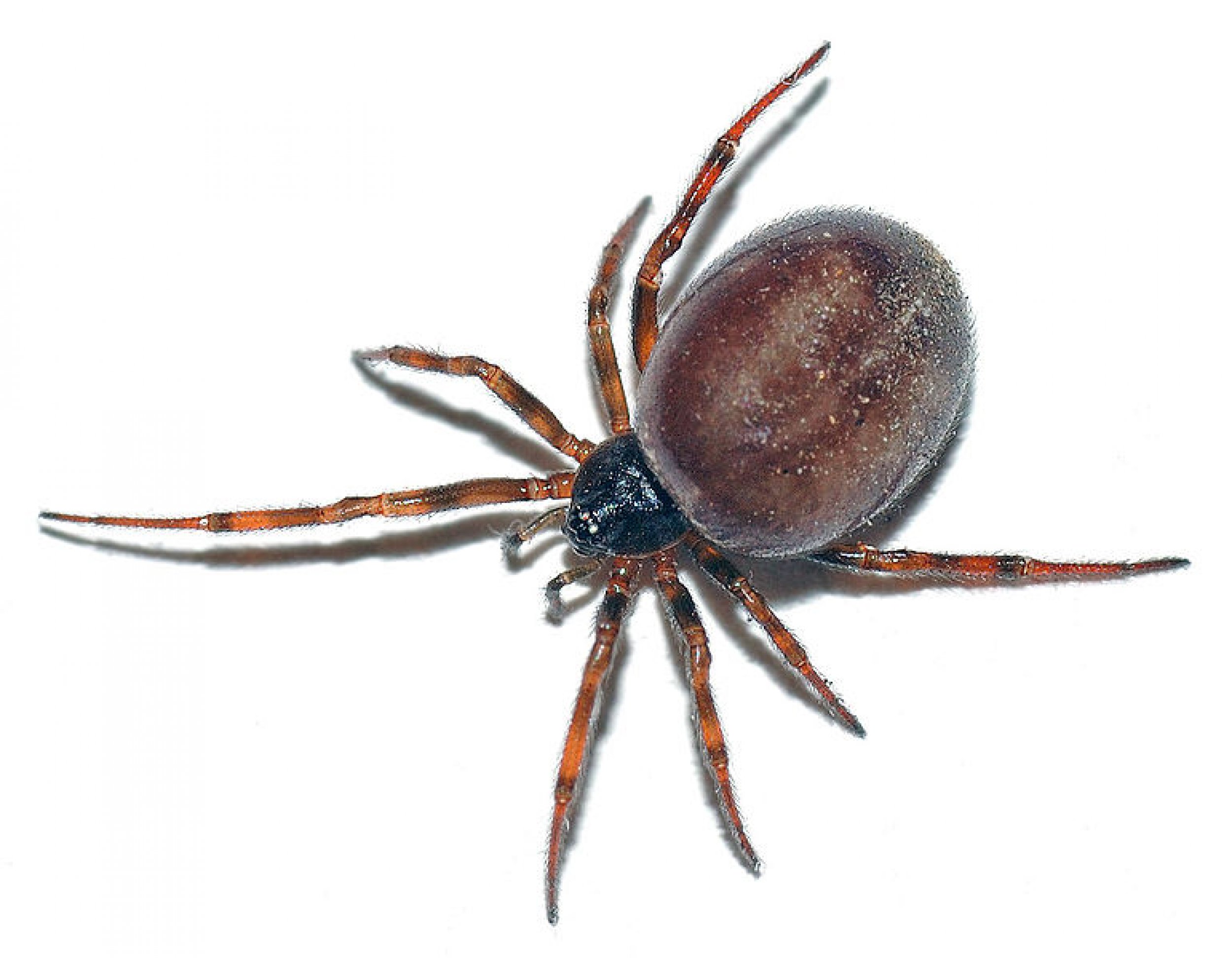 False Widow Spider Britain s Most Venomous Arachnid May Have False 