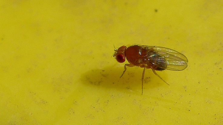 fruitfly1