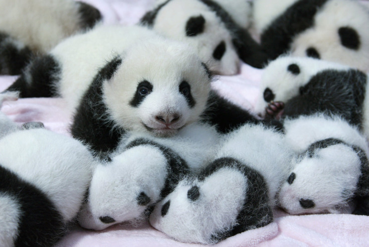 Panda Cubs