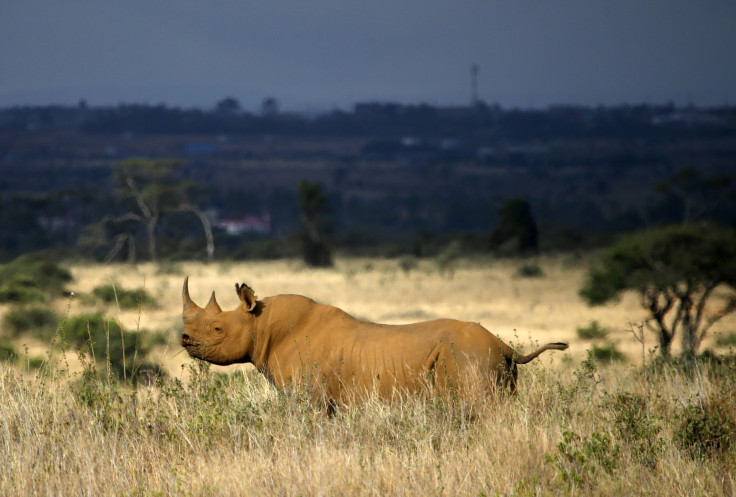 rhino-horn