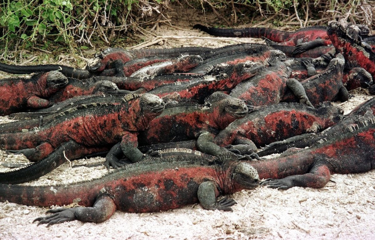 Galapagos Islands (Ecuador) 