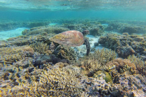 Great Barrier Reef (Australia) 