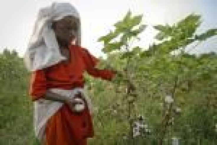 Picking Cotton In India