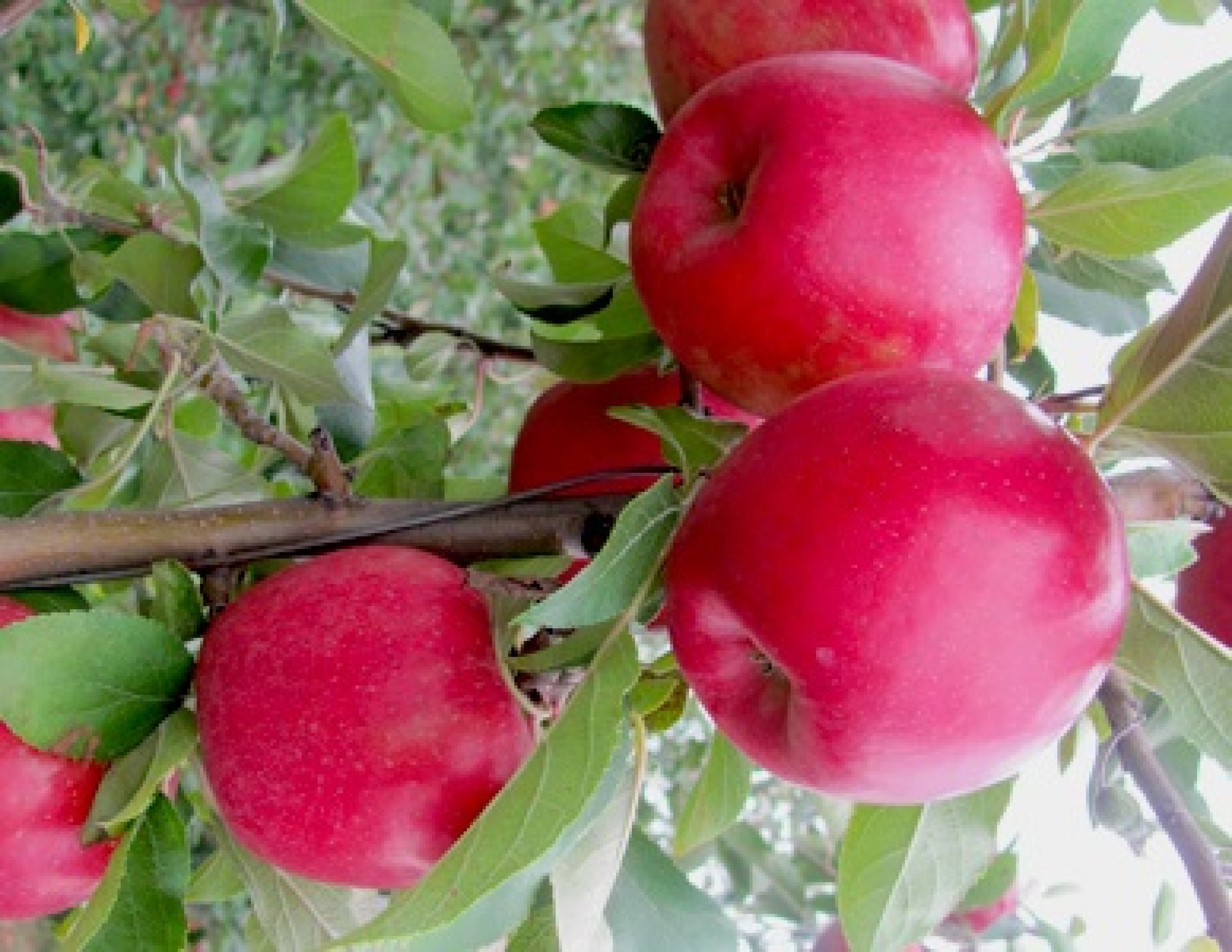 New Apple Varieties We're Excited About SnapDragon, RubyFrost