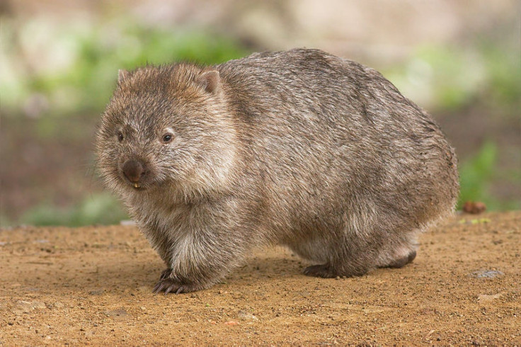 WOMBAT-2