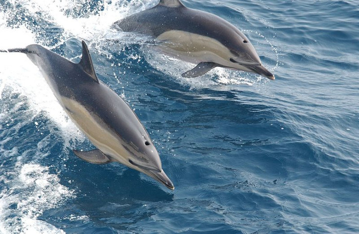 dolphin-peru