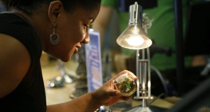 A customer inspects medical marijuana at a dispensary in Oakland