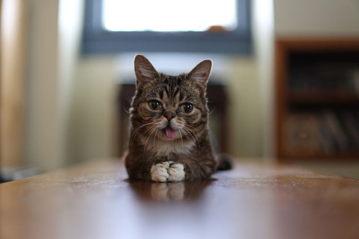 Lil Bub