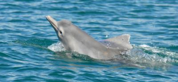 new-dolphin-species