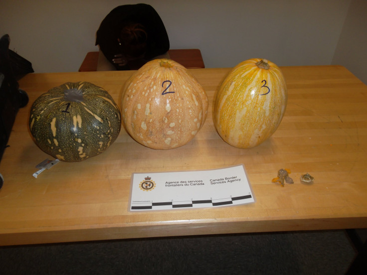 cocaine pumpkins