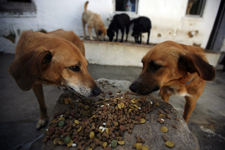 Dog Treat Recall