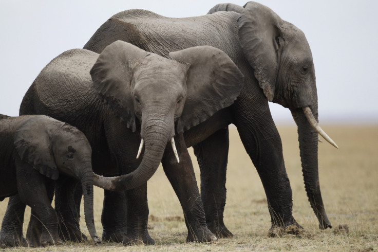 elephant-killings