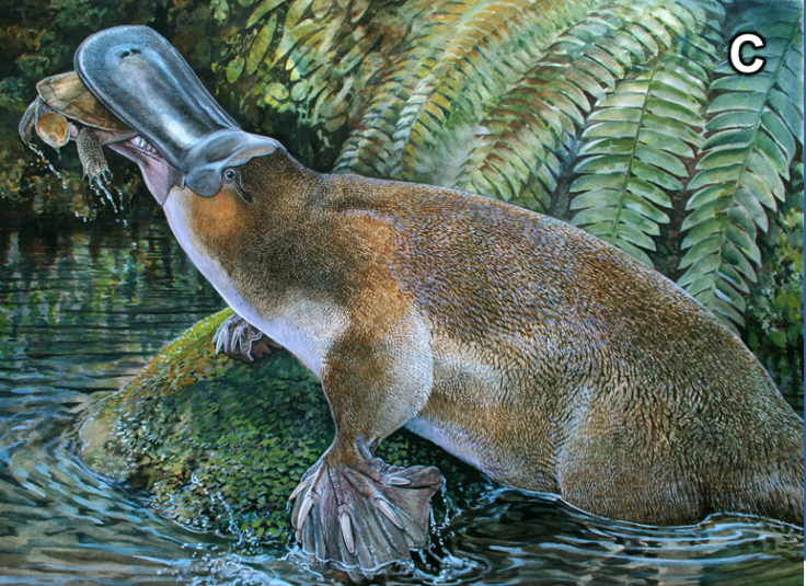 platypus