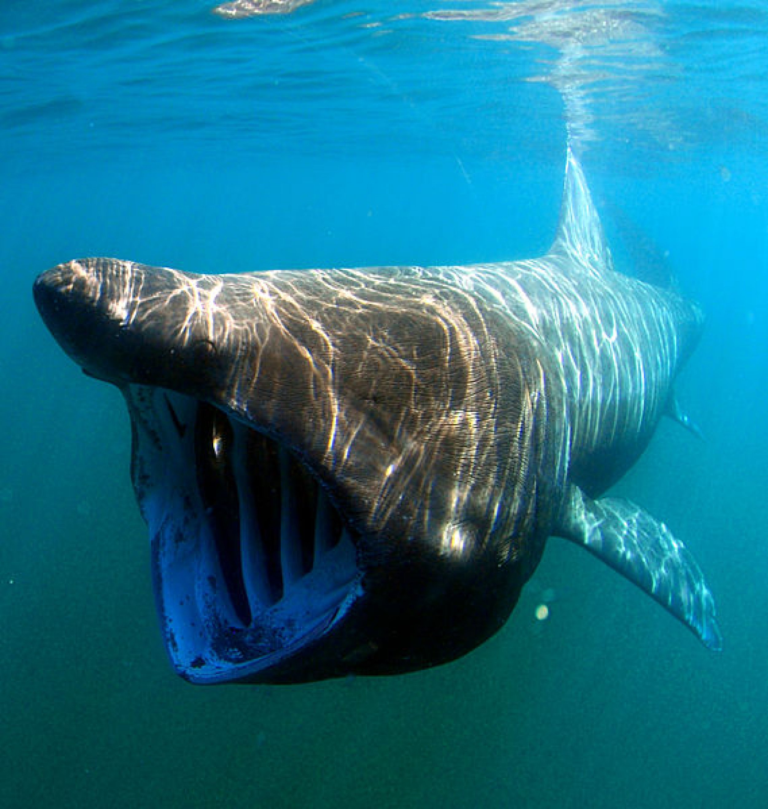 Extinct 'Megamouth' Shark Identified After Prehistoric Teeth Sat