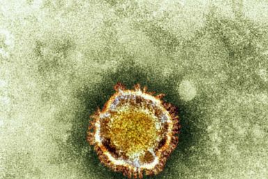 herpes virus