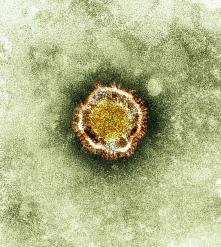 herpes virus