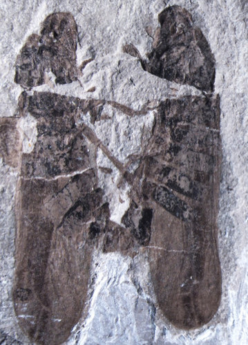 07fossil-2-popup