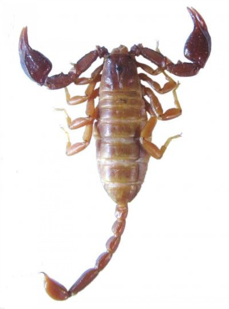 new-scorpion-species