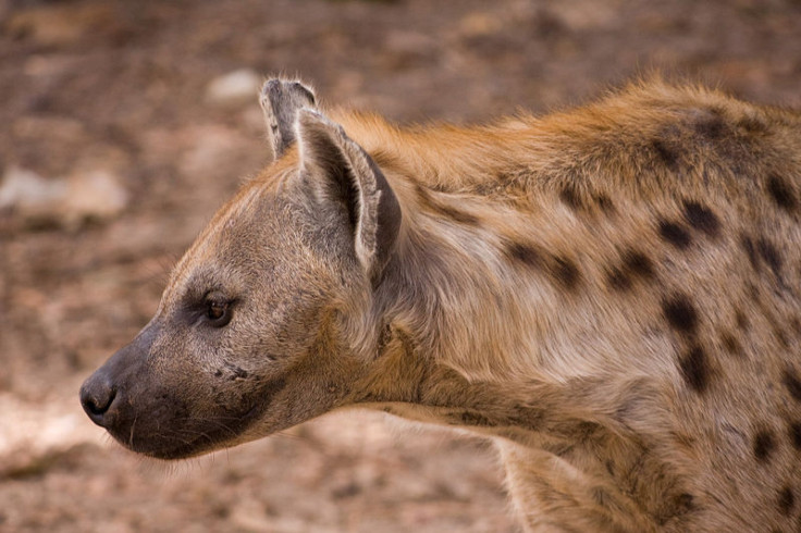 spotted hyena